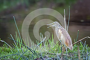 Squacco Heron in Kruger National park, South Africa