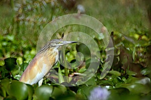 Squacco heron, Lake Naivasha, Kenya