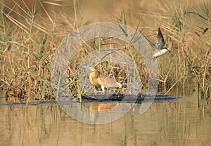 Squacco Heron and a little tern dive