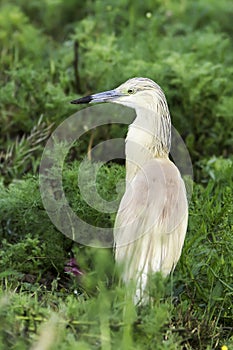 Squacco heron in natural habitat / Ardeola ralloides