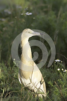 Squacco heron in natural habitat / Ardeola ralloides