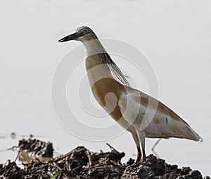 Squacco Heron standing on the mud near to the water lake