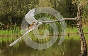 Squacco Heron striking for a prey