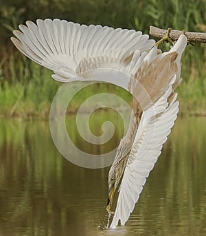 Squacco Heron striking for a prey