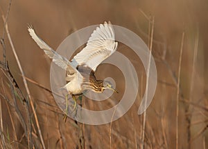 Squacco Heron takeoff at Asker marsh, Bahrain photo