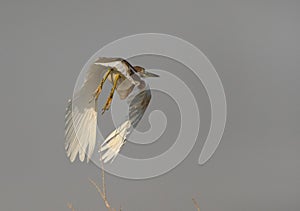Squacco Heron takeoff at Asker marsh, Bahrain photo