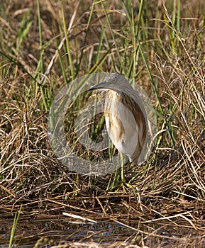 Squacco heron in tall grass