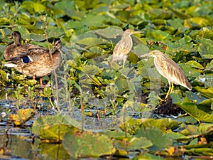 Squacco herons on a field of pond lilies in Danube Delta, Romania