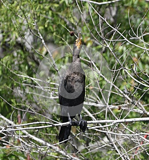 A Squacking Double-crested Cormorant