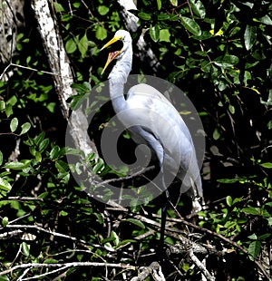 A Squacking Great Egret