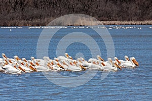 A Squadron of Pelicans Floats in Blue Water