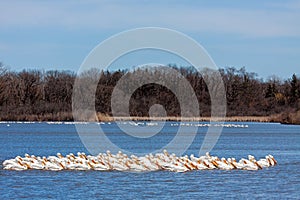 A Squadron of Pelicans Floats in Blue Water