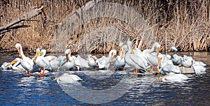 A squadron of pelicans swimming