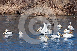 A squadron of pelicans swimming