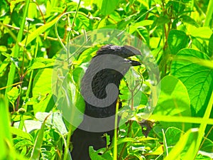 Squaking black bird in a green field