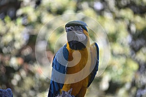 Squaking Blue and Gold Macaw Parrot
