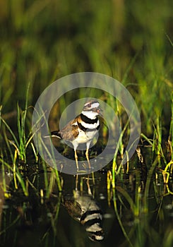 Squaking Killdeer