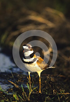 Squaking Killdeer