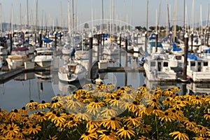Squalicum Harbor in Bellingham, Washington, is Decorated with Spring Flowers Along the Promenade.