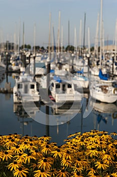 Squalicum Harbor in Bellingham, Washington, is Decorated with Spring Flowers Along the Promenade.