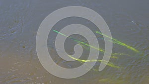 Squalius cephalus feeding at the water surface. Group of European chub fish swimming in the river on a sunny day