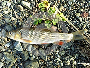 Squalius cephalus Fish 