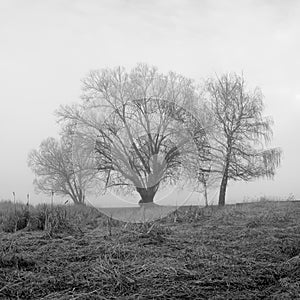 Square B&W photo of trees in fog