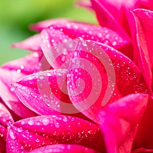 Square backdrop made of sunlit wet blooming red scarlet petals flower with tiny waterdrops on green bokeh effect.Floral