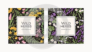 Square backgrounds with wild herbs frames. Botanical retro cards with field and meadow flower plants. Floral template