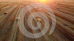 Square bales pressed wheat straw lie on field after wheat harvest at sunset dawn