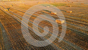 Square bales pressed wheat straw lie on field after wheat harvest at sunset dawn