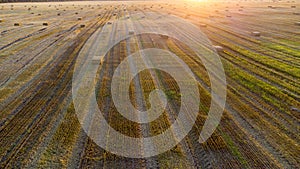 Square bales pressed wheat straw lie on field after wheat harvest at sunset dawn