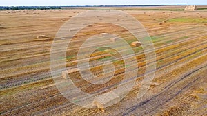 Square bales pressed wheat straw lie on field after wheat harvest at sunset dawn