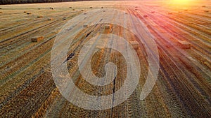 Square bales pressed wheat straw lie on field after wheat harvest at sunset dawn