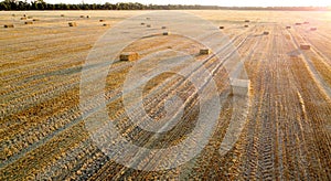 Square bales pressed wheat straw lie on field after wheat harvest at sunset dawn