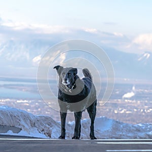 Square Black dog standing on the road against distant Wasatch Mountain and cloudy sky