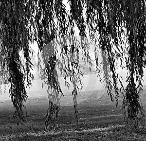 Square black and white willow branches