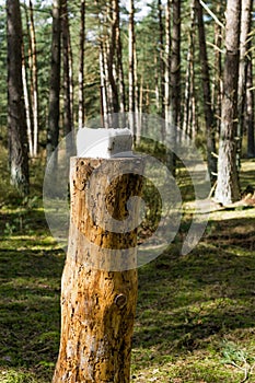 A square block of salt on a tree stump in the woods for deer