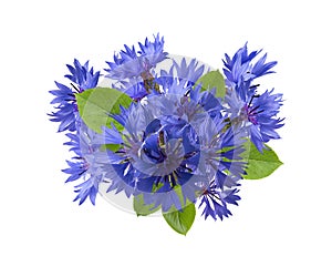 Square blue cornflower composition isolated on white