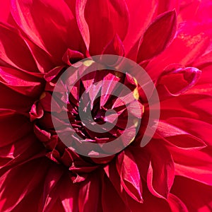 Square botanical backdrop with sunlit red dahlia flower abloom with lots of petals