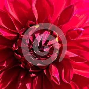 Square botanical backdrop with sunlit red dahlia flower abloom with lots of petals photo