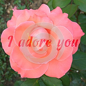Square card with a photo of a rose and the words I adore you