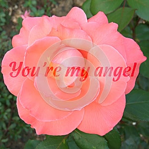 Square card with a photo of a rose and the words You are my angel