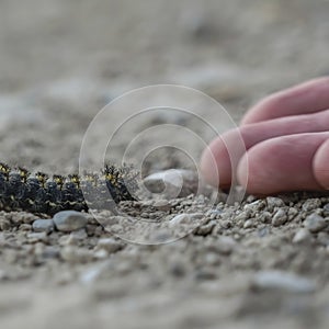 Square Close up of hand of a person and fuzzy black caterpillar against rocky ground