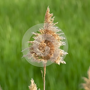 Square Close up view of tall brown grasses against a vibrant green field on a sunny day