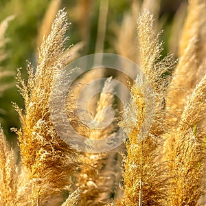 Square Close up view of yellowish brown grasses illuminated by sunlight on a sunny day
