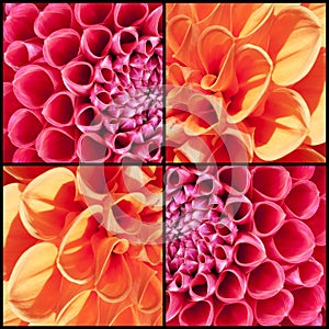 Square collage of orange and pink Dahlias