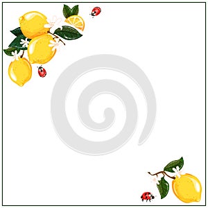 Square corner frame with citrus lemon flower and ladybugs. White background. Vector illustration.