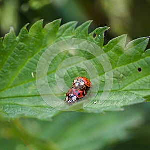 Square crop of a ladybird pair