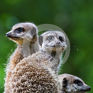 Square crop meerkats on sentry duty